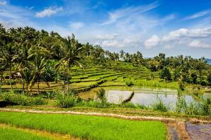 verde arroz terraços foto