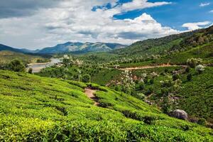 plantações de chá na índia foto