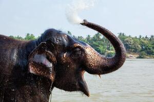 elefante tomando banho dentro a rio foto