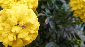 envasamento de flores coloridas ao ar livre durante a primavera. flores amarelas do botão de ouro, em um vaso de jardim, no jardim em um dia ensolarado de primavera, lindo fundo floral ao ar livre, fotografado com foco suave foto