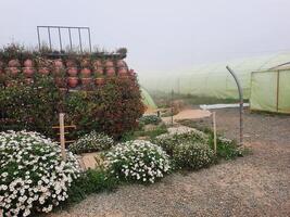 tirar o fôlego natural beleza do abha dentro saudita arábia dentro a verão temporada. Alto montanhas, vegetação, baixo nuvens e névoa estão a beleza do abha. foto