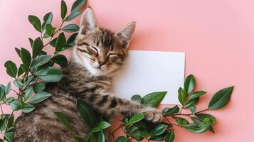 uma fofa gatinho dormindo Próximo para verde folhas em uma Rosa fundo com uma em branco branco cartão dentro a meio do a cenário. foto