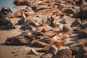 mar leões descansando em arenoso praia, rochas, costeiro habitat, ensolarado dia, natural contexto. foto