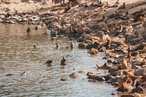 costeiro animais selvagens santuário mar leões aquecendo às beira-mar foto