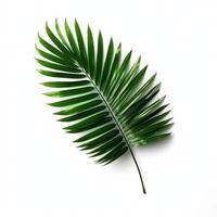 verdejante Palma frond graciosamente arqueamento contra uma imaculado branco pano de fundo foto