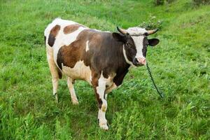 retrato do uma jovem vaca em uma verde Prado dentro verão dentro república do Moldova foto