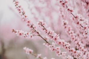 uma pêssego floresce dentro a Primavera jardim. lindo brilhante pálido Rosa fundo. uma floração árvore ramo dentro seletivo foco. uma sonhadores romântico imagem do Primavera. atmosférico natural fundo foto