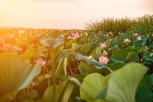 nascer do sol dentro a campo do lótus, Rosa lótus nelumbo nucifera balança dentro a vento. contra a fundo do seus verde folhas. lótus campo em a lago dentro natural ambiente. foto