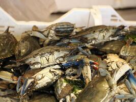 azul caranguejo fresco peixe frutos do mar às Ortigia Siracusa Sicília peixe mercado Itália foto