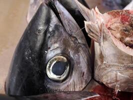atum fresco peixe frutos do mar às Ortigia Siracusa Sicília peixe mercado Itália foto