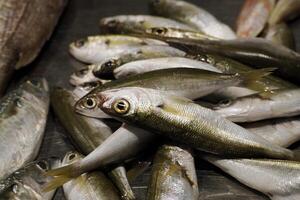 sardinha fresco peixe frutos do mar às Ortigia Siracusa Sicília peixe mercado Itália foto