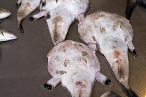 pescador peixe lophius piscatorius Tamboril fresco peixe frutos do mar às Ortigia Siracusa Sicília peixe mercado Itália foto