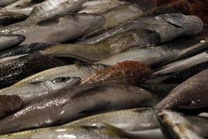 fresco peixe frutos do mar às Ortigia Siracusa Sicília peixe mercado Itália foto