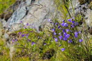 gramado campânula campanula cespitosa prado de verão em hemsedal, noruega. foto