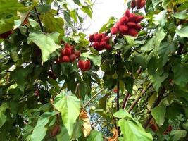 O urucum é uma planta cujas sementes são utilizadas na fabricação de um corante de laranja e na produção de um condimento muito utilizado na culinária brasileira. foto