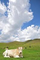 deitado vaca em uma Relva dentro montanha foto