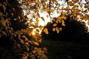 outonal árvores em a pôr do sol para dentro parque foto