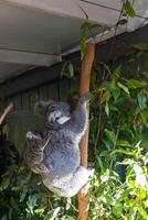 coala dentro a nacional parque, Brisbane, Austrália foto