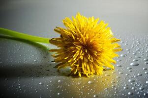 amarelo dente de leão com água gotas dentro estúdio foto