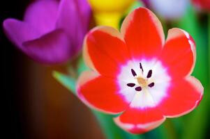 florescendo tulipas dentro uma vaso. colorida flores foto