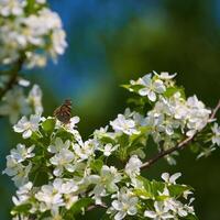 borboleta vanessa Io em maçã árvore Flor foto