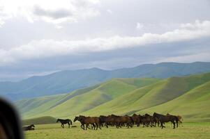 assy vale, almaty região foto