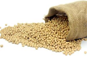 grãos de soja crus, alimentos frescos e orgânicos, saco rústico dentro isolado no fundo branco foto