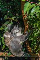 coala dentro a nacional parque, Brisbane, Austrália foto