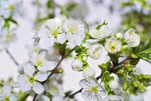 a cereja árvore é dentro flor foto