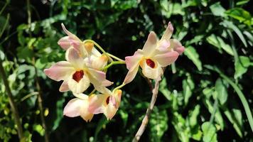 flover de orquídea. orquídea de fundo. jardim de orquídeas. orchidaceae. lindo jardim de flores. lindas orquídeas. foto