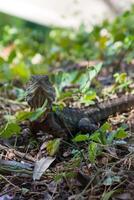 uma água Dragão lagarto Sol cozimento em a Relva Como isto observa foto