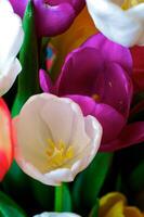 florescendo tulipas dentro uma vaso. colorida flores foto