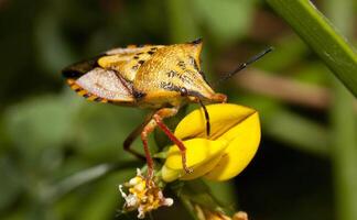 carpocoris Mediterrâneo fechar acima foto