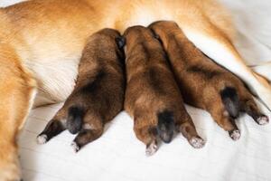 fechar-se do uma recém-nascido Shiba inu filhote de cachorro. japonês Shiba inu cachorro. lindo Shiba inu cachorro cor Castanho e mãe.baby comendo leite a partir de mãe. foto