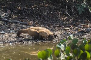 Castanho listrado adornado capuchinho macaco, pantanal, brasil foto