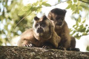 Castanho listrado adornado capuchinho macaco, amazona selva, brasil foto