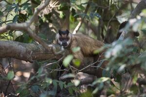 Castanho listrado adornado capuchinho macaco, pantanal, brasil foto