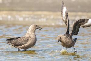 sul polar skua,stercorarius maccormicki, antartica foto