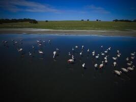 rebanho do flamingos, aéreo vista, patagônia, Argentina foto