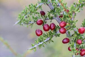 vermelho selvagem frutas, chamadas piquilina, dentro patagônia floresta, Argentina foto