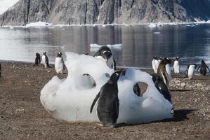 gentoo pinguim, em a antártico praia, neko porto, Antártica foto