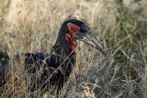 sulista terra calau, bucorvus leadbeateri, Kruger nacional parque, sul África foto