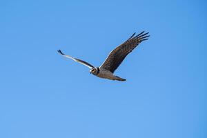 grandes alado harrier dentro voo, la pampa província, patagônia , Argentina foto