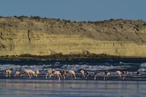 flamingos alimentando às baixo maré, península valdes, patagônia, Argentina foto