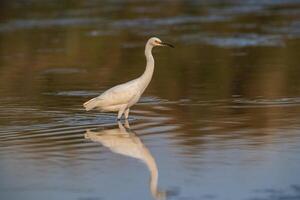 Nevado garça, egretta thula , empoleirado, la pampa província, Patagônia, Argentina. foto