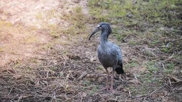 plumboso íbis, mato groso, pantanal, brasil foto