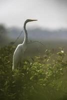 egretta Alba, ótimo garça, pantanal, mato grosso, brasil. foto