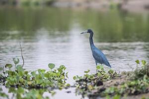 pequeno azul garça, garça caerulea, pantanal, Brasil foto