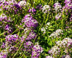 roxa e branco flores do lobularia marítimo. alyssum marítimo, doce alyssum ou doce alisson. foto