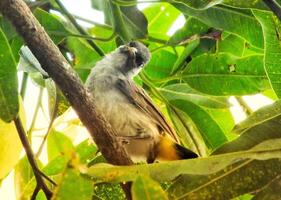 retrato do a fuliginoso encabeçado bulbul lança em ramo. ásia indonésio pássaro. bulbul pássaro empoleirado em árvore ramo. fuliginoso encabeçado bulbul isolado em verde natureza borrado fundo. dourado ventilado bulbul. foto